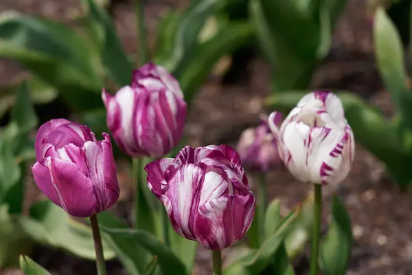 Tulip Top Gardens (44)